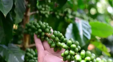 تسارع أسعار الفلفل، وتفاوت أسعار البن، وتحسن صادرات الأرز.